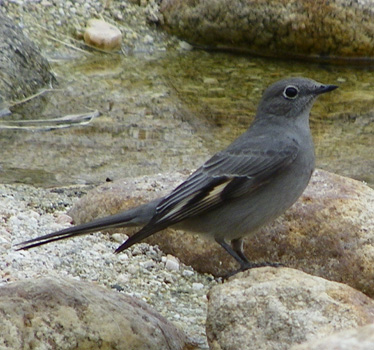 Townsend's Solitaire 1_10_2013